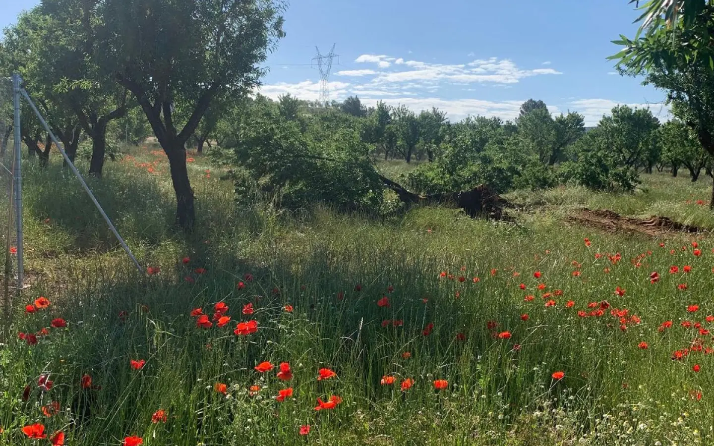 Land Of 0 M² In Ayora, Spain