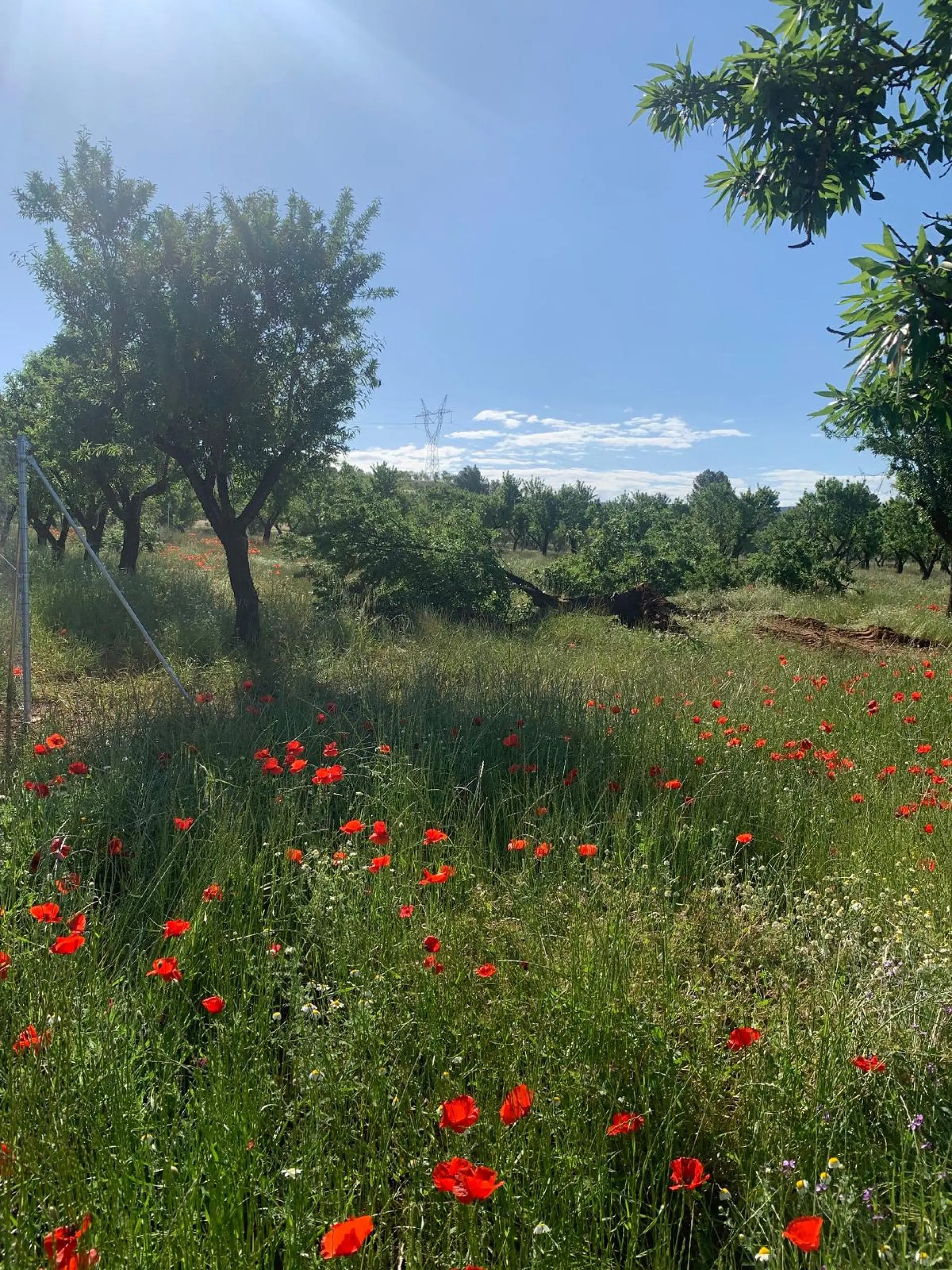 Land Of 0 M² In Ayora, Spain