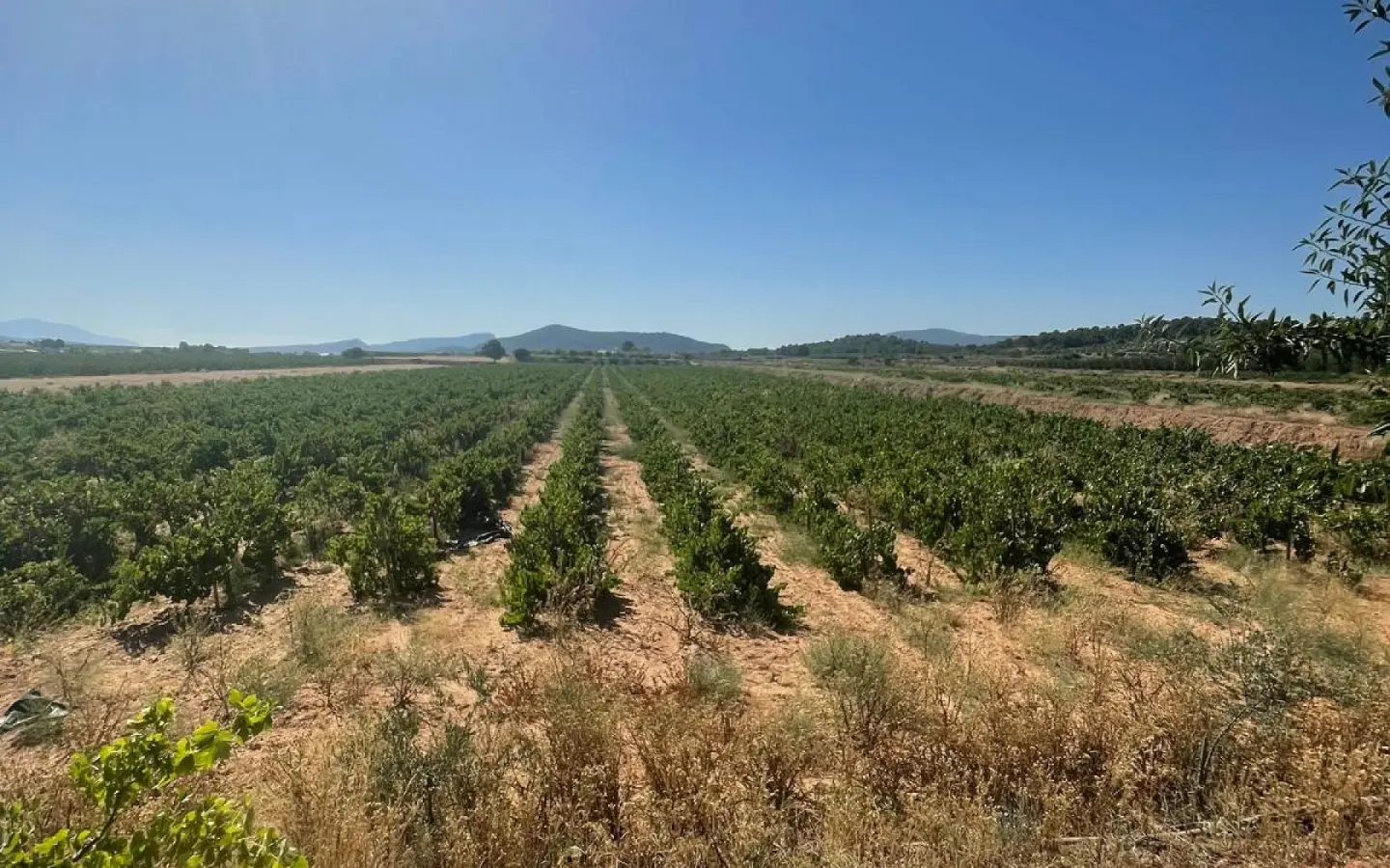 Land In Pinoso, Spain (37.000 M² Plot)
