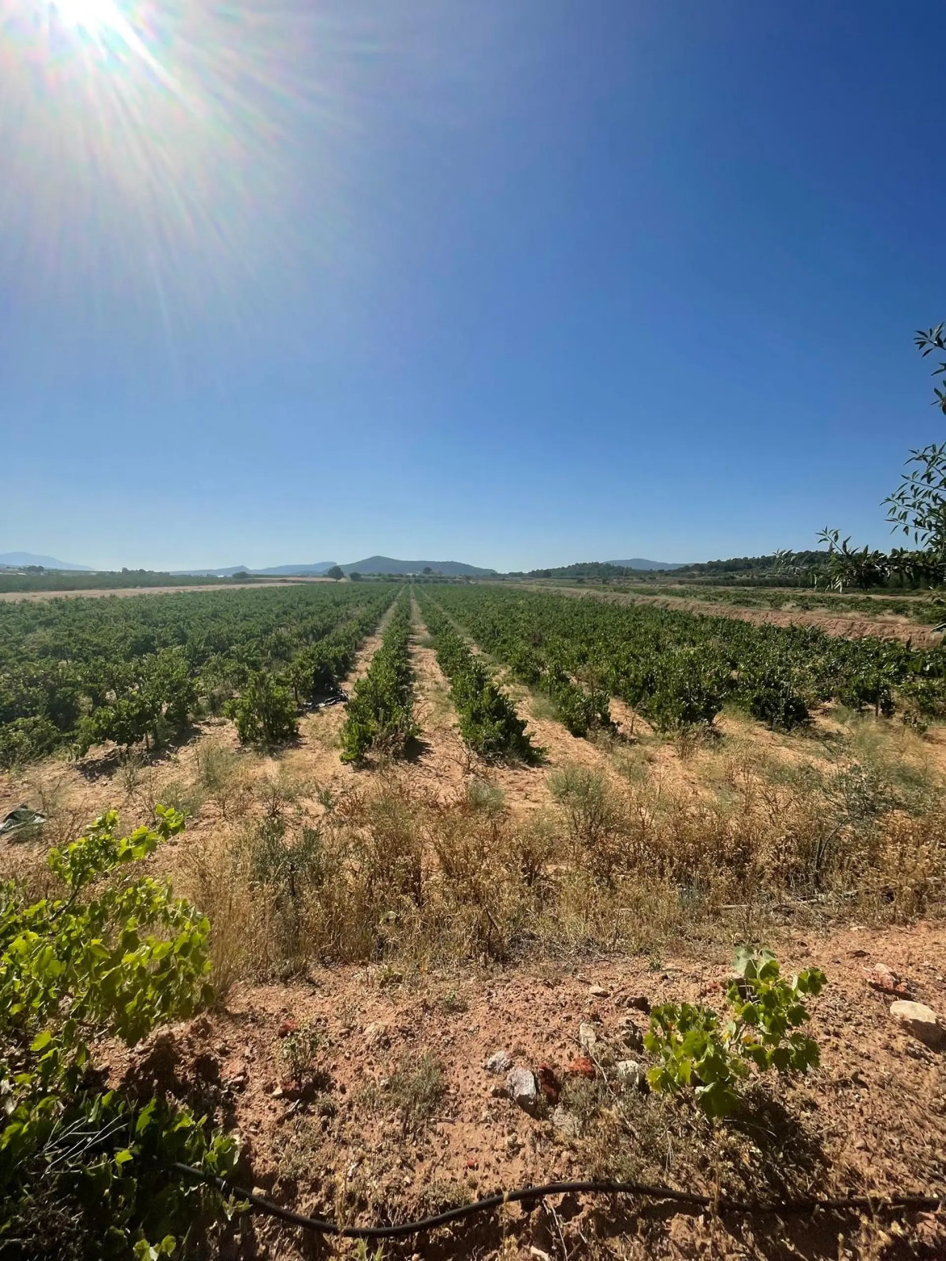Land Of 0 M² In Pinoso, Spain