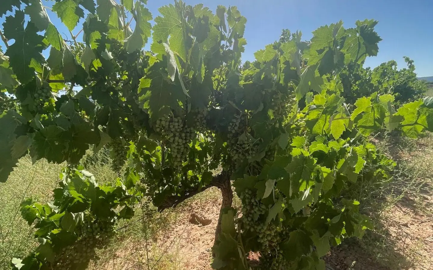 Land In Pinoso, Spain (37.000 M² Plot)