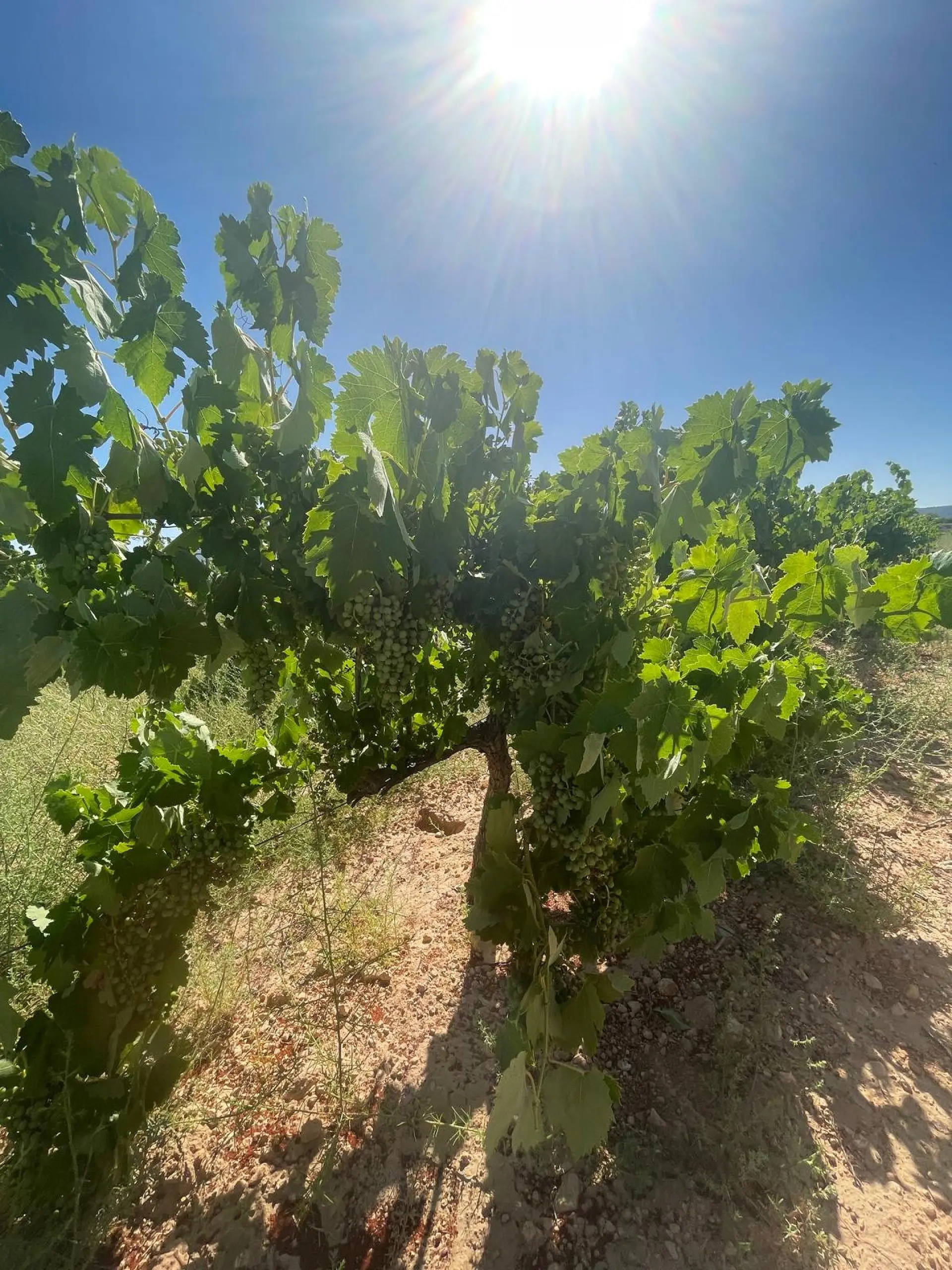 Land Of 0 M² In Pinoso, Spain