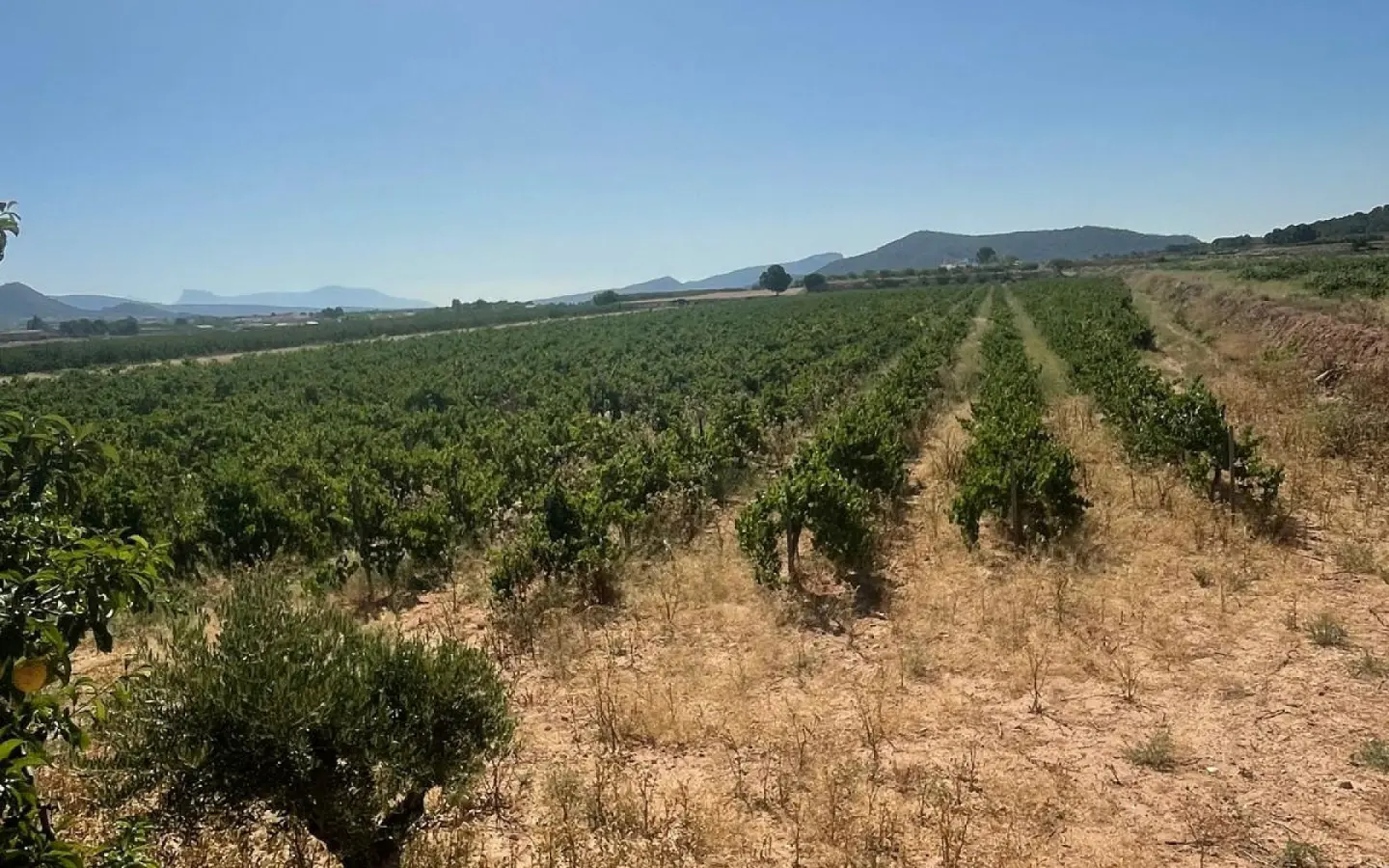 Land In Pinoso, Spain (37.000 M² Plot)
