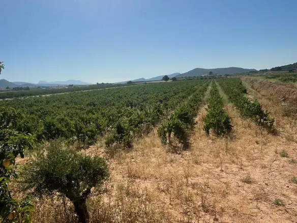 Land In Pinoso, Spain (37.000 M² Plot)