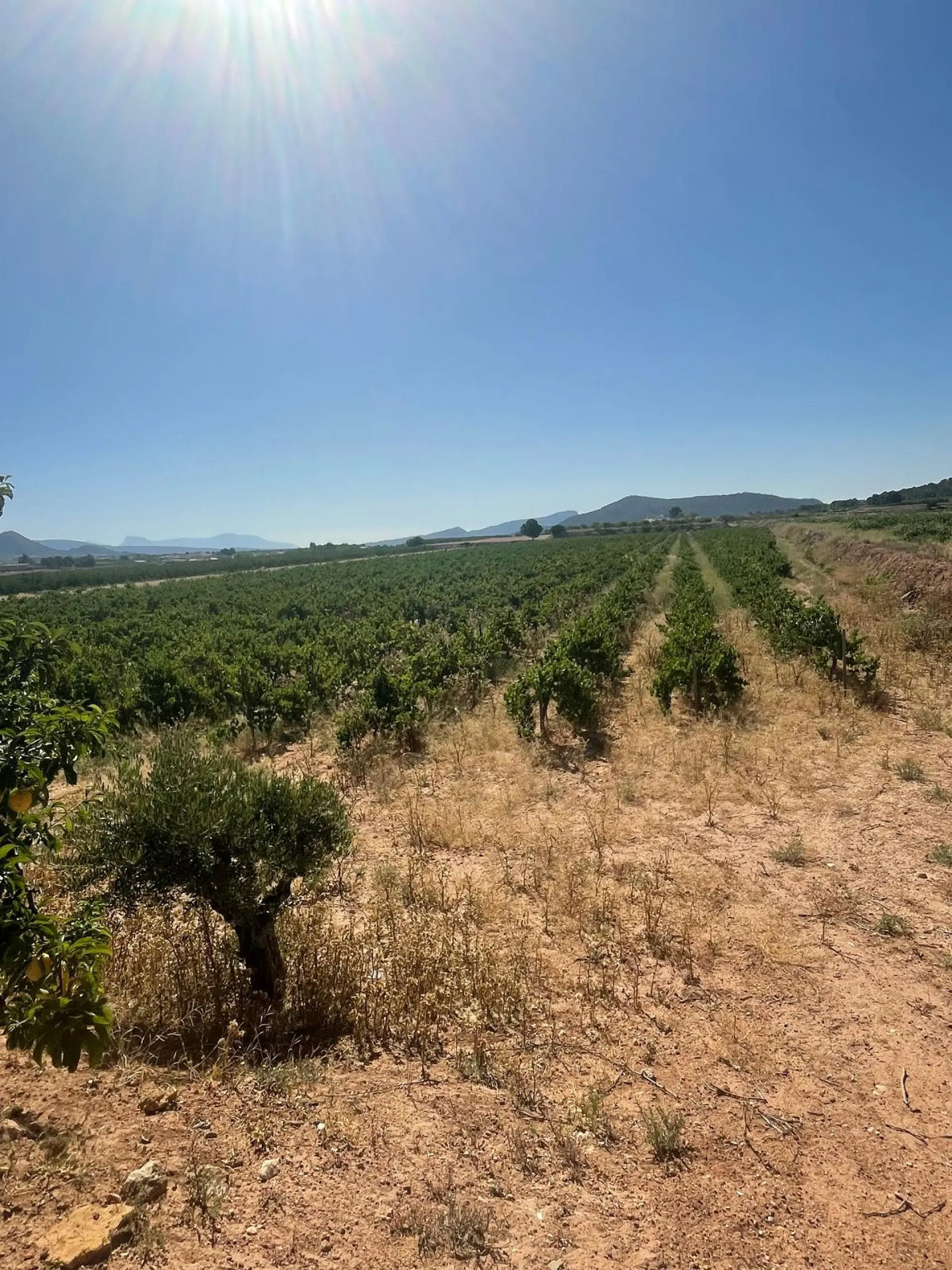 Land Of 0 M² In Pinoso, Spain