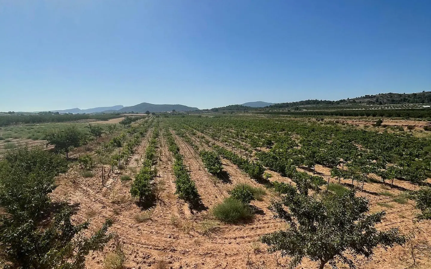 Land In Pinoso, Spain (37.000 M² Plot)