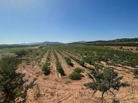 Land In Pinoso, Spain (37.000 M² Plot)