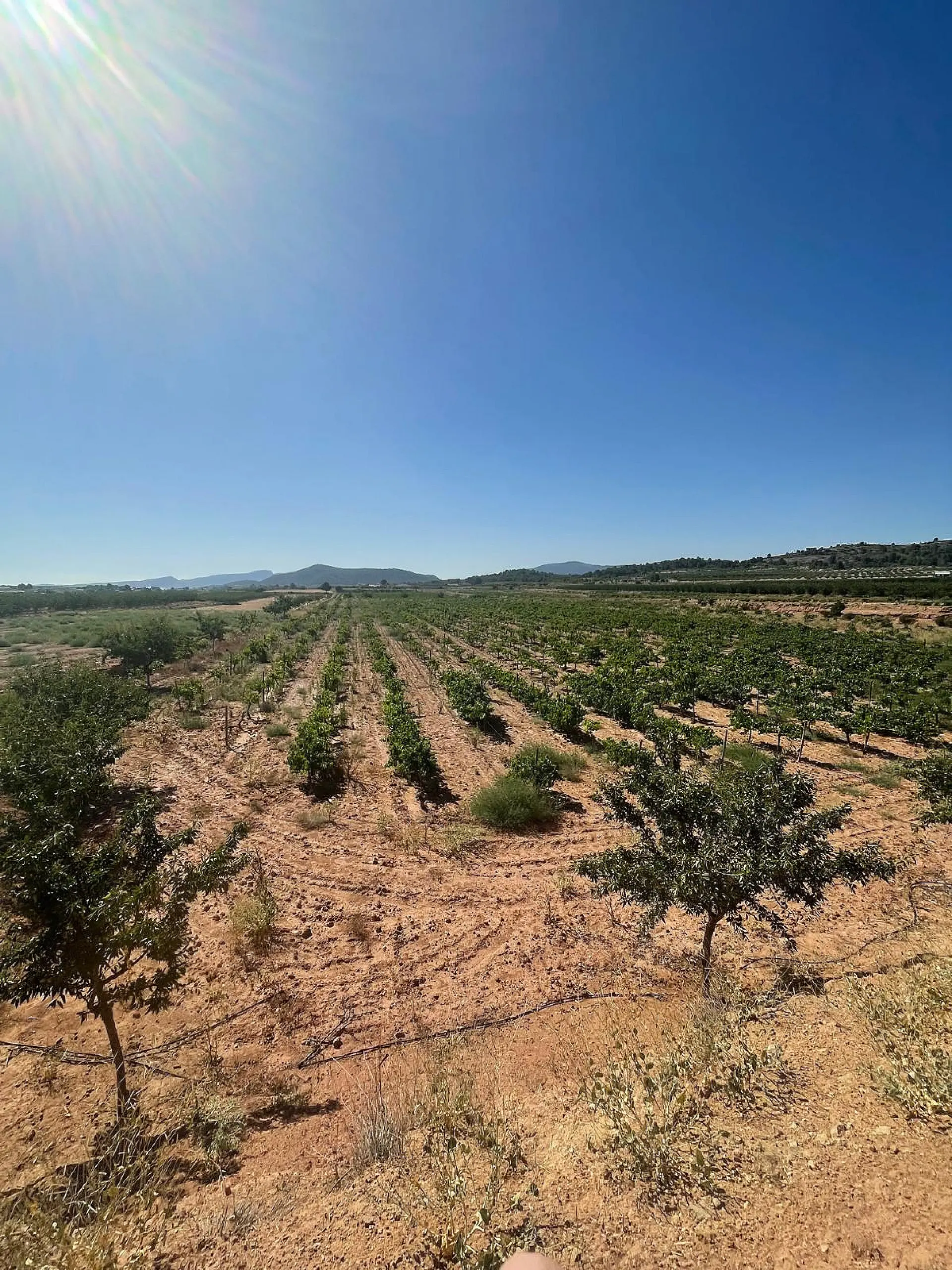Land Of 0 M² In Pinoso, Spain