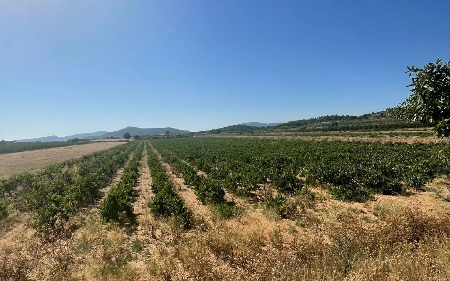 Land In Pinoso, Spain (37.000 M² Plot)