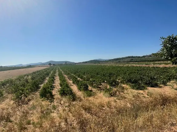 Land In Pinoso, Spain (37.000 M² Plot)