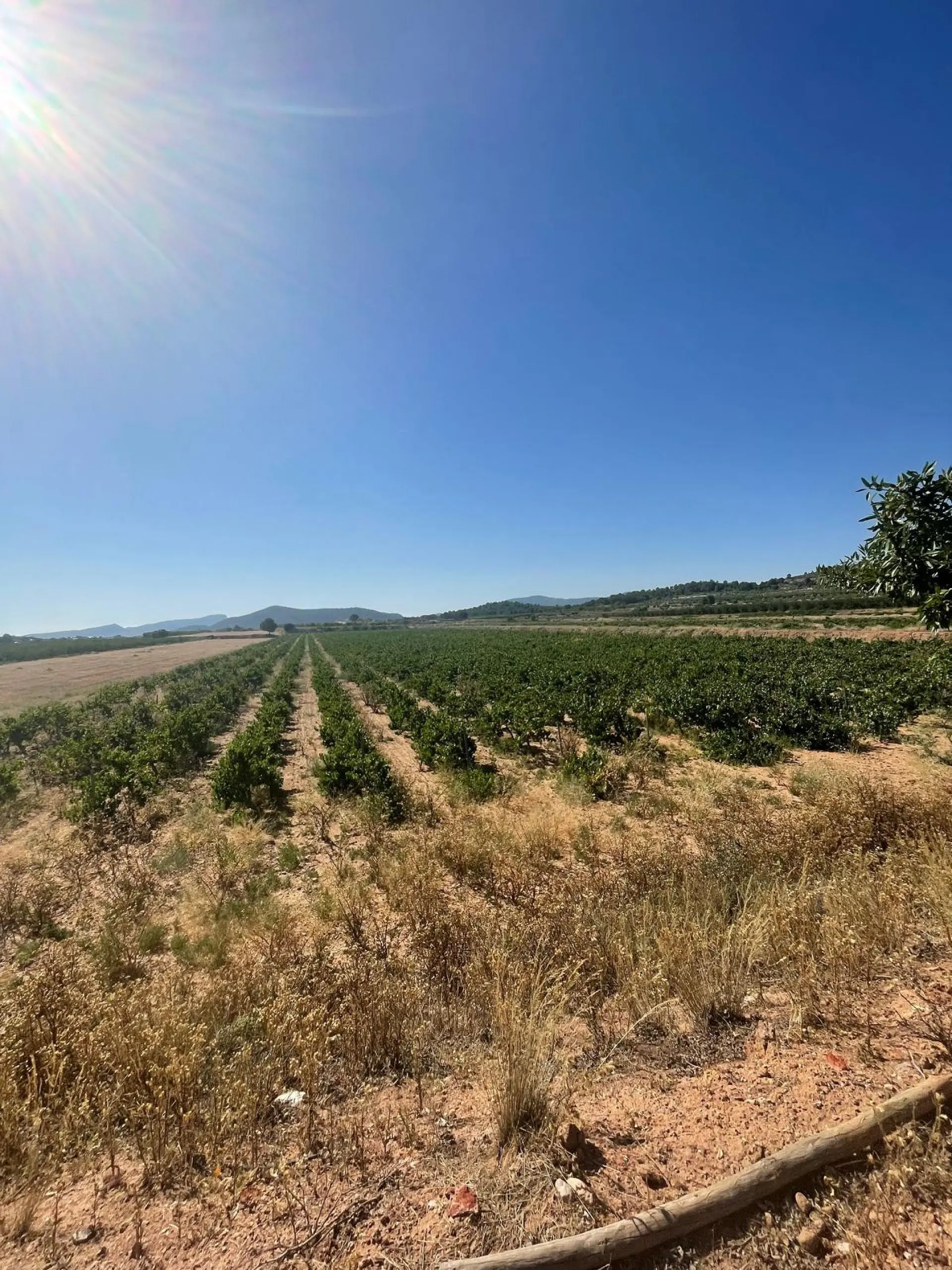 Land Of 0 M² In Pinoso, Spain