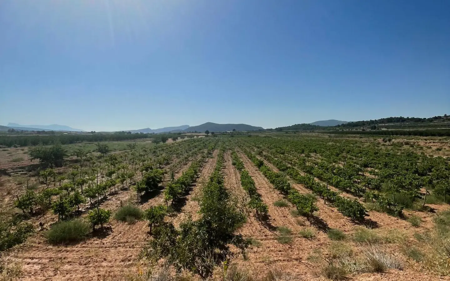 Land In Pinoso, Spain (37.000 M² Plot)