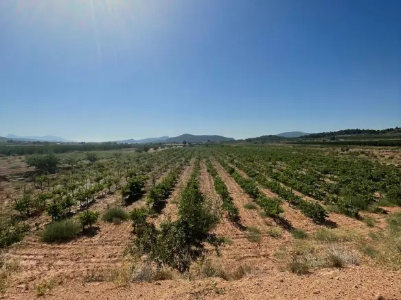 Land In Pinoso, Spain (37.000 M² Plot)