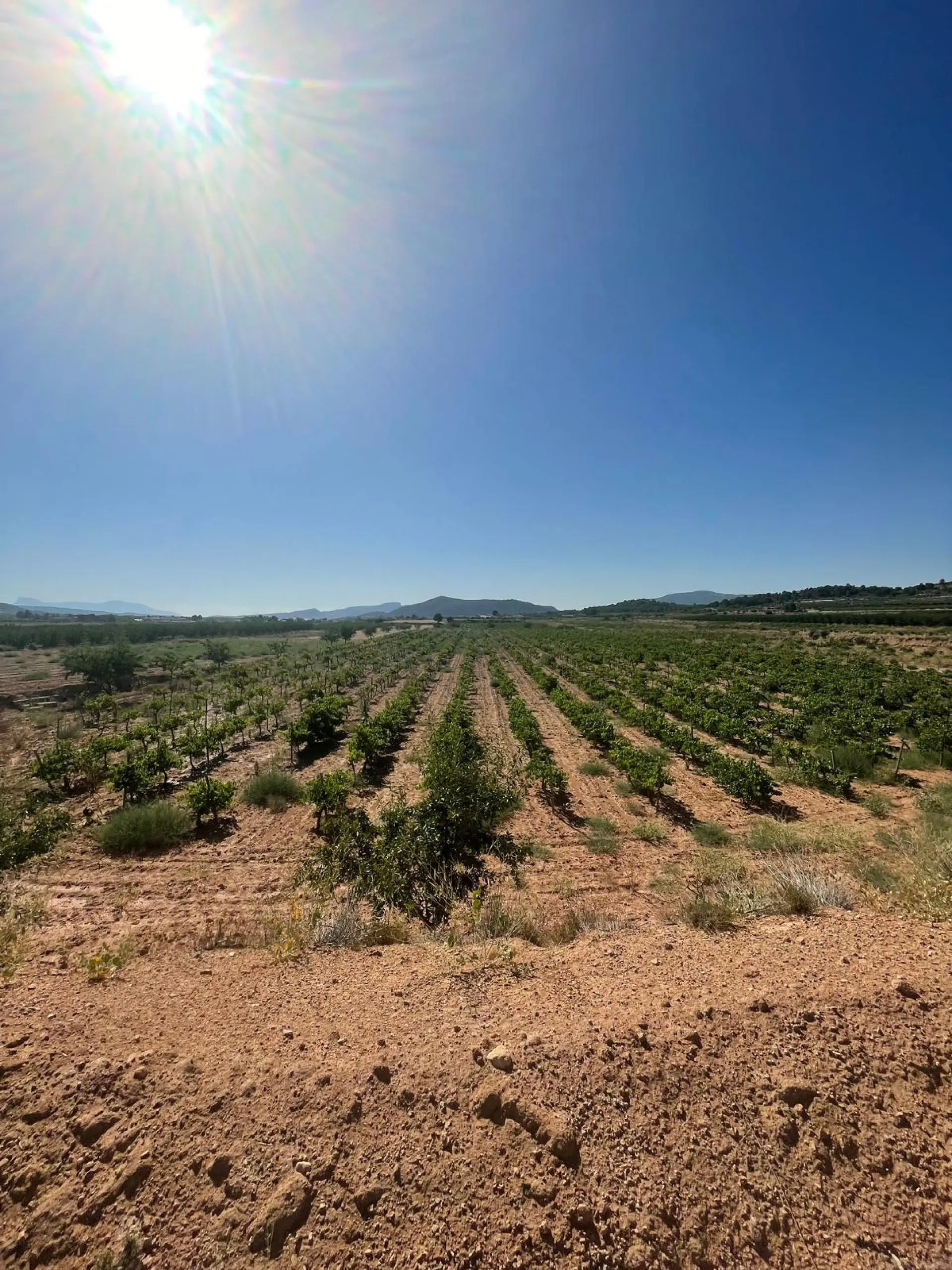 Land Of 0 M² In Pinoso, Spain