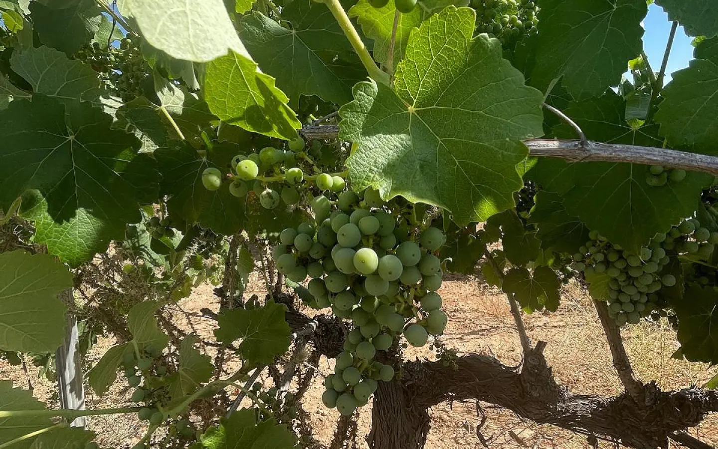 Land In Pinoso, Spain (37.000 M² Plot)