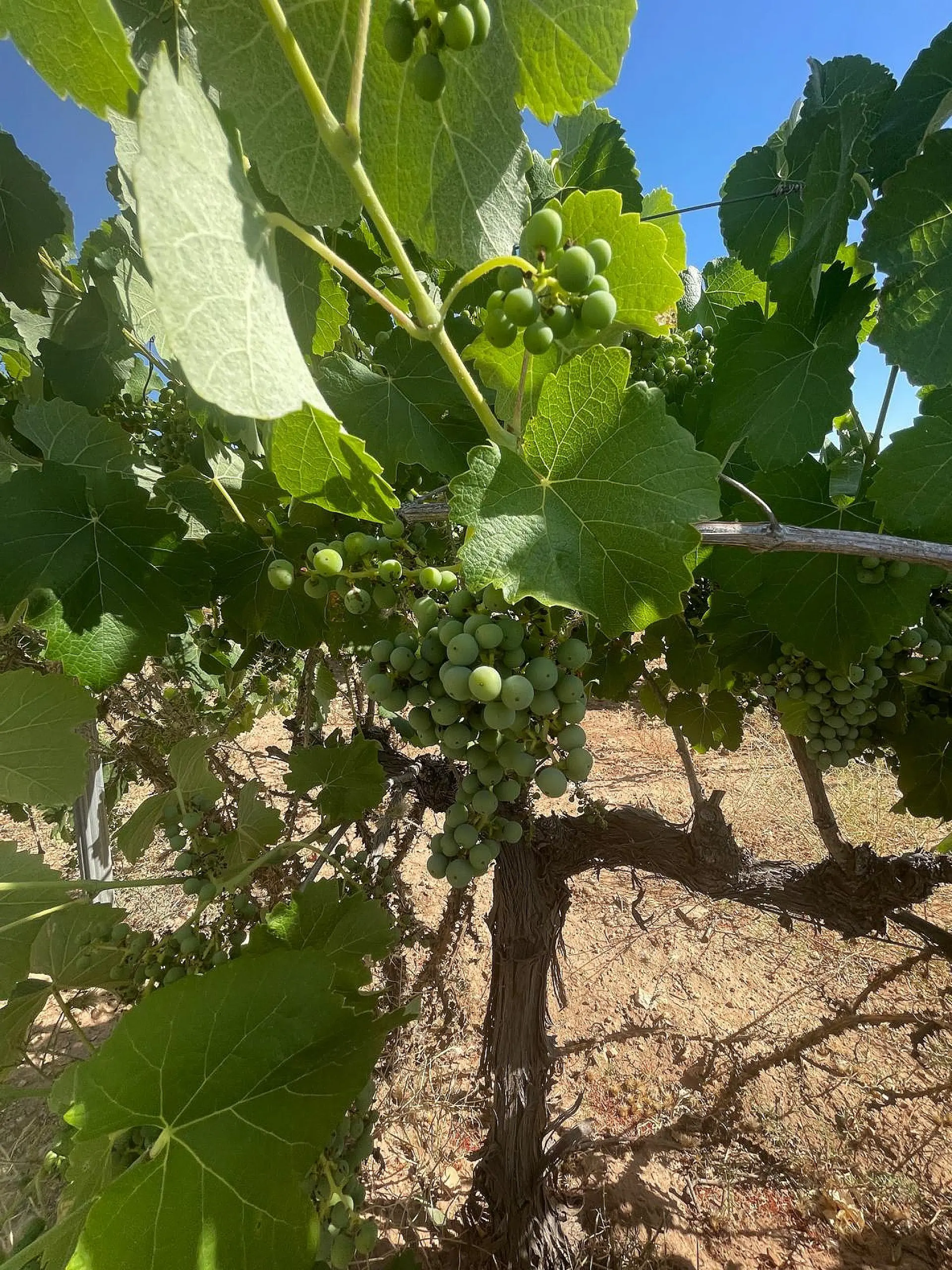 Land Of 0 M² In Pinoso, Spain