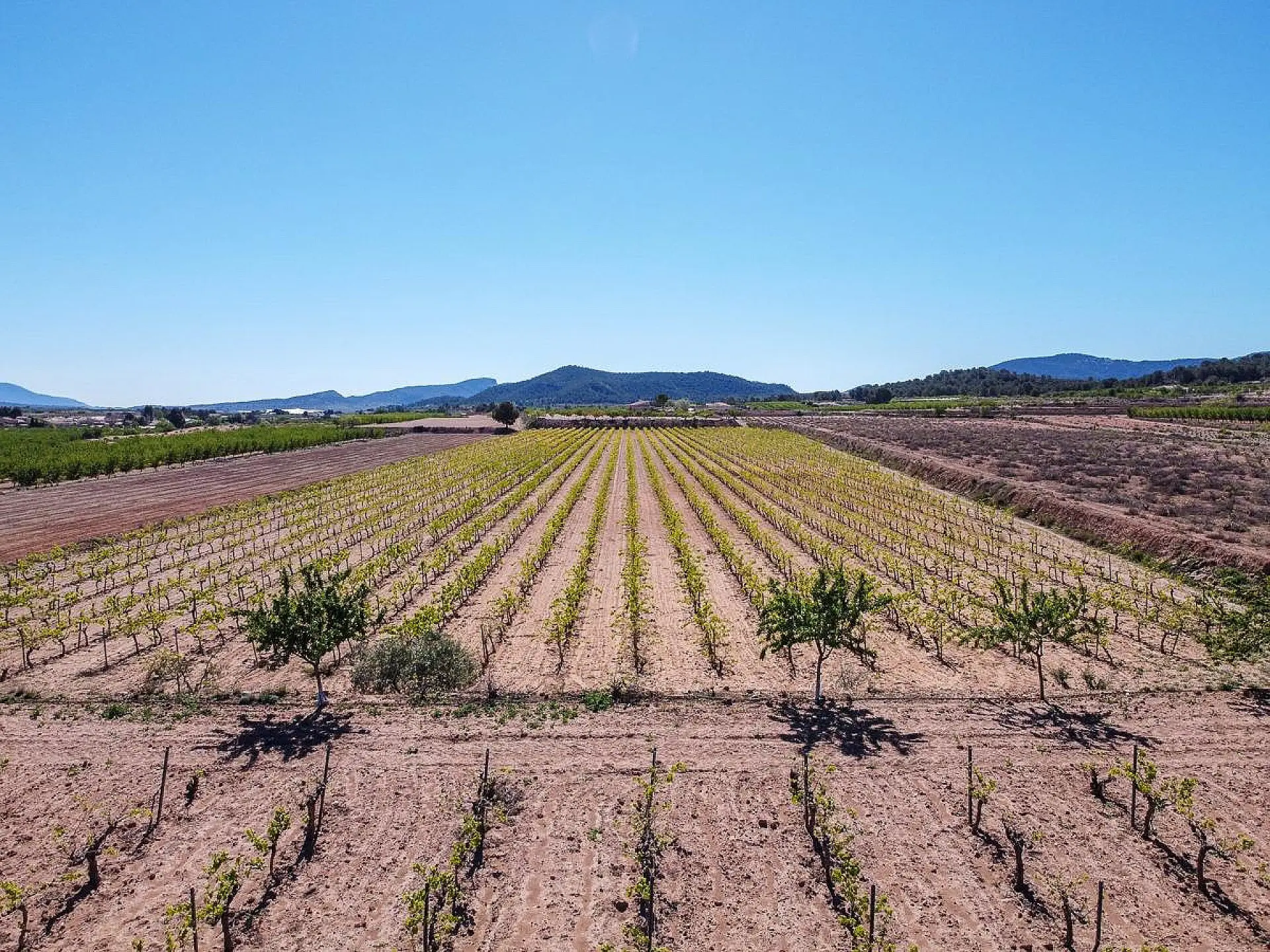 Land Of 0 M² In Pinoso, Spain