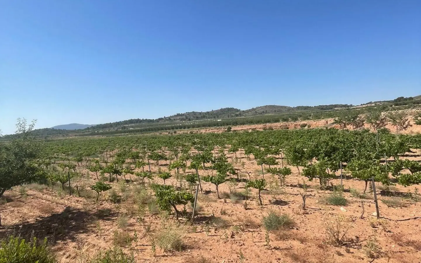 Land In Pinoso, Spain (37.000 M² Plot)