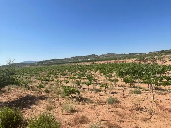 Land In Pinoso, Spain (37.000 M² Plot)