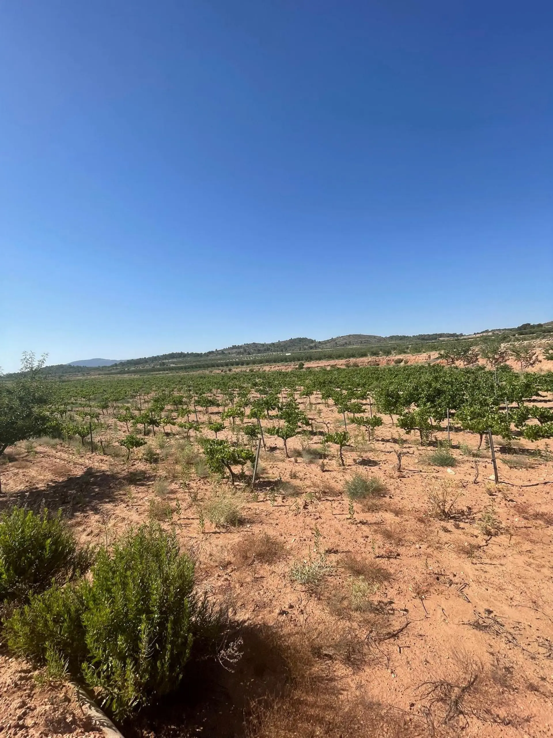 Land Of 0 M² In Pinoso, Spain