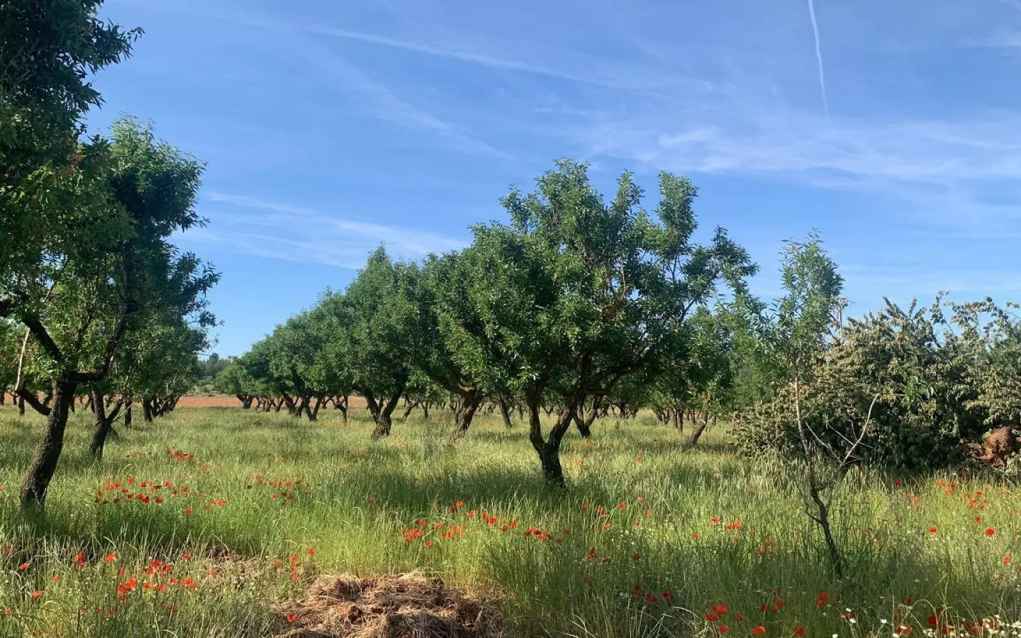 Land Of 0 M² In Ayora, Spain