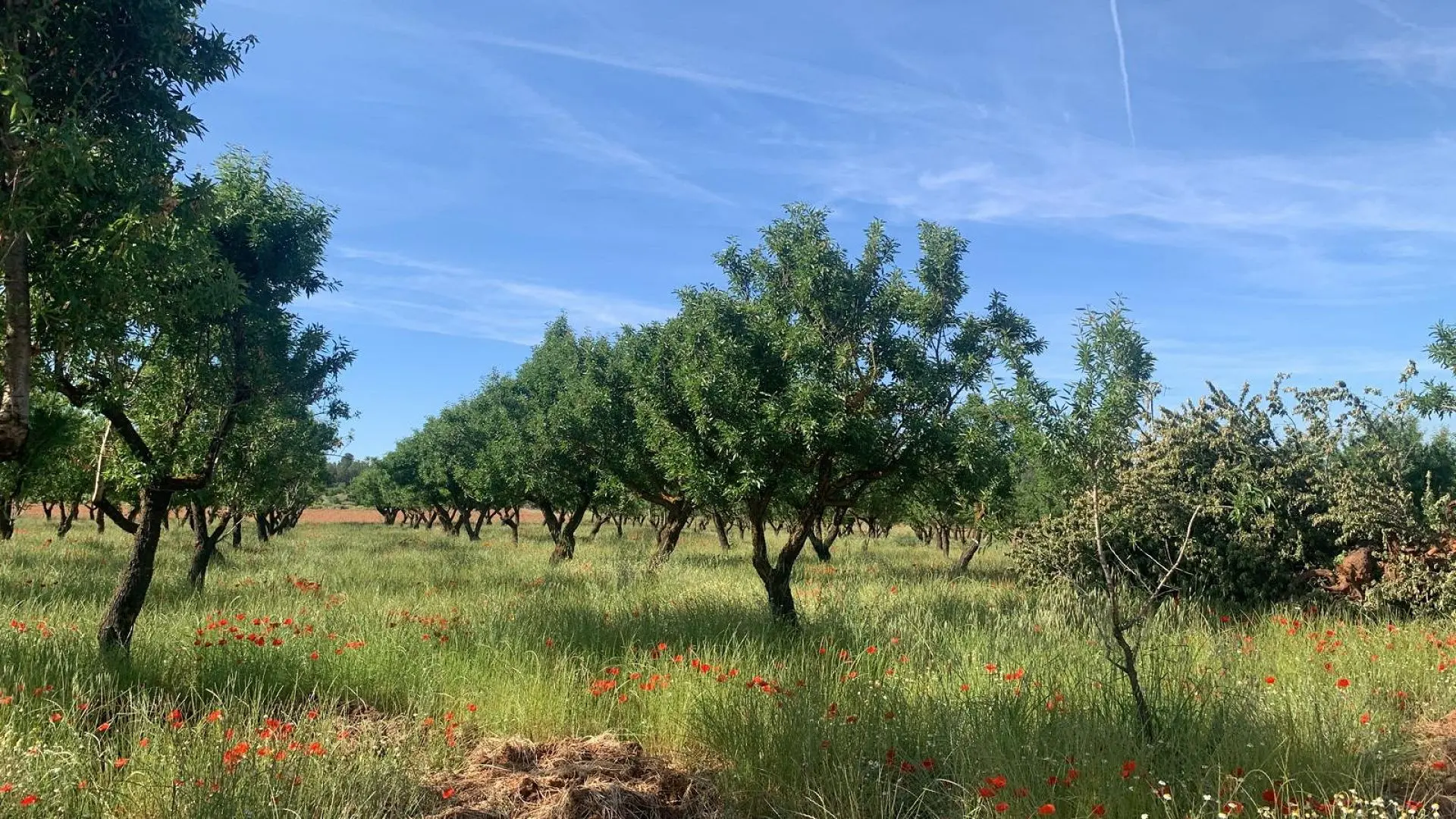 Land Of 0 M² In Ayora, Spain