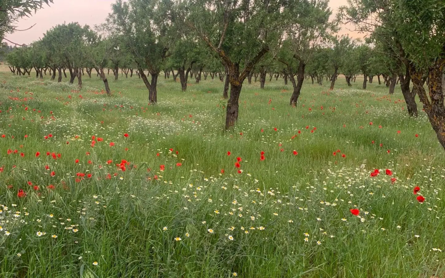 Land Of 0 M² In Ayora, Spain