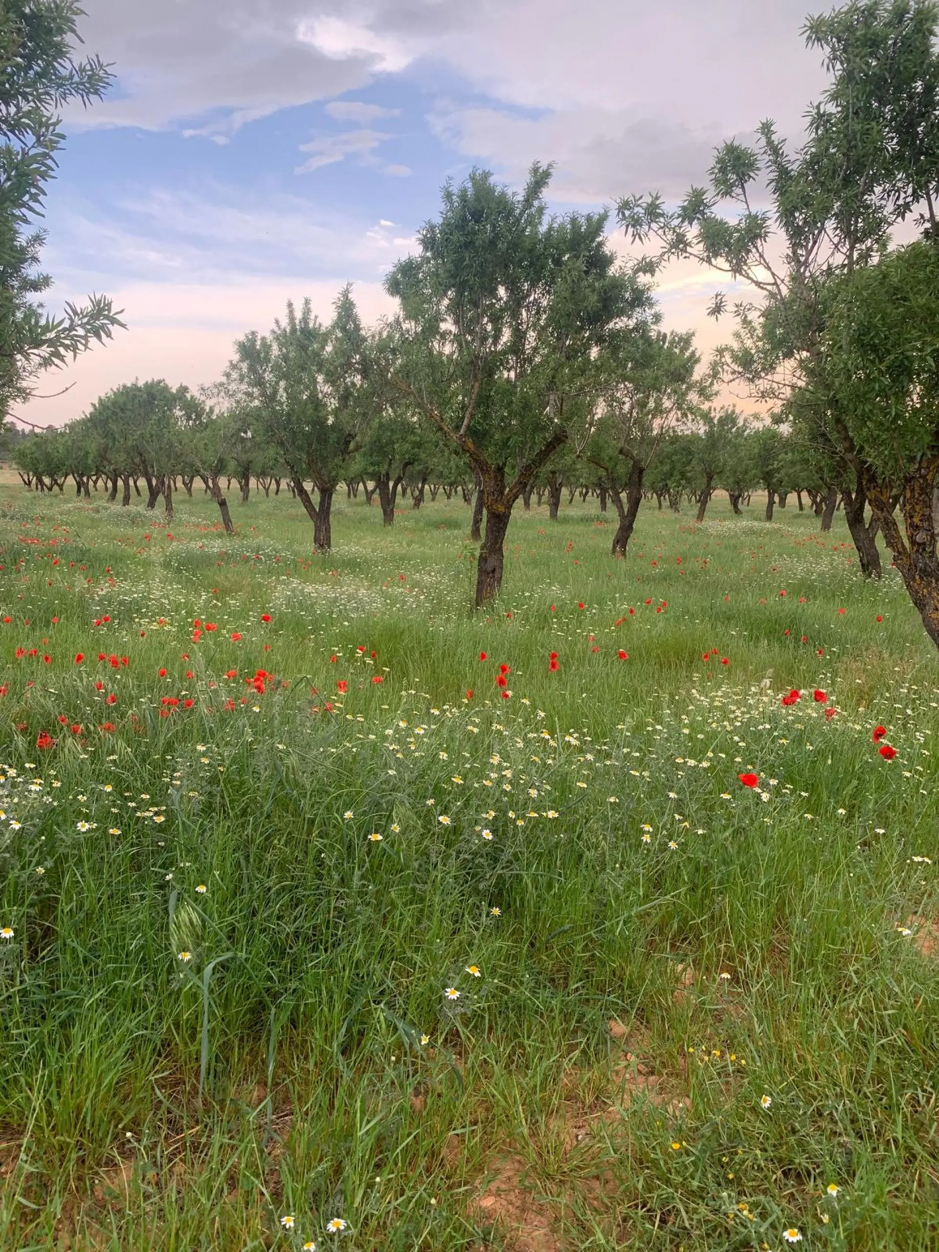 Land Of 0 M² In Ayora, Spain