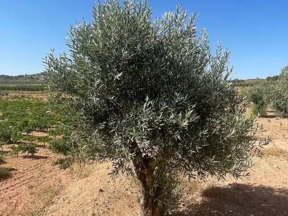 Land In Pinoso, Spain (37.000 M² Plot)