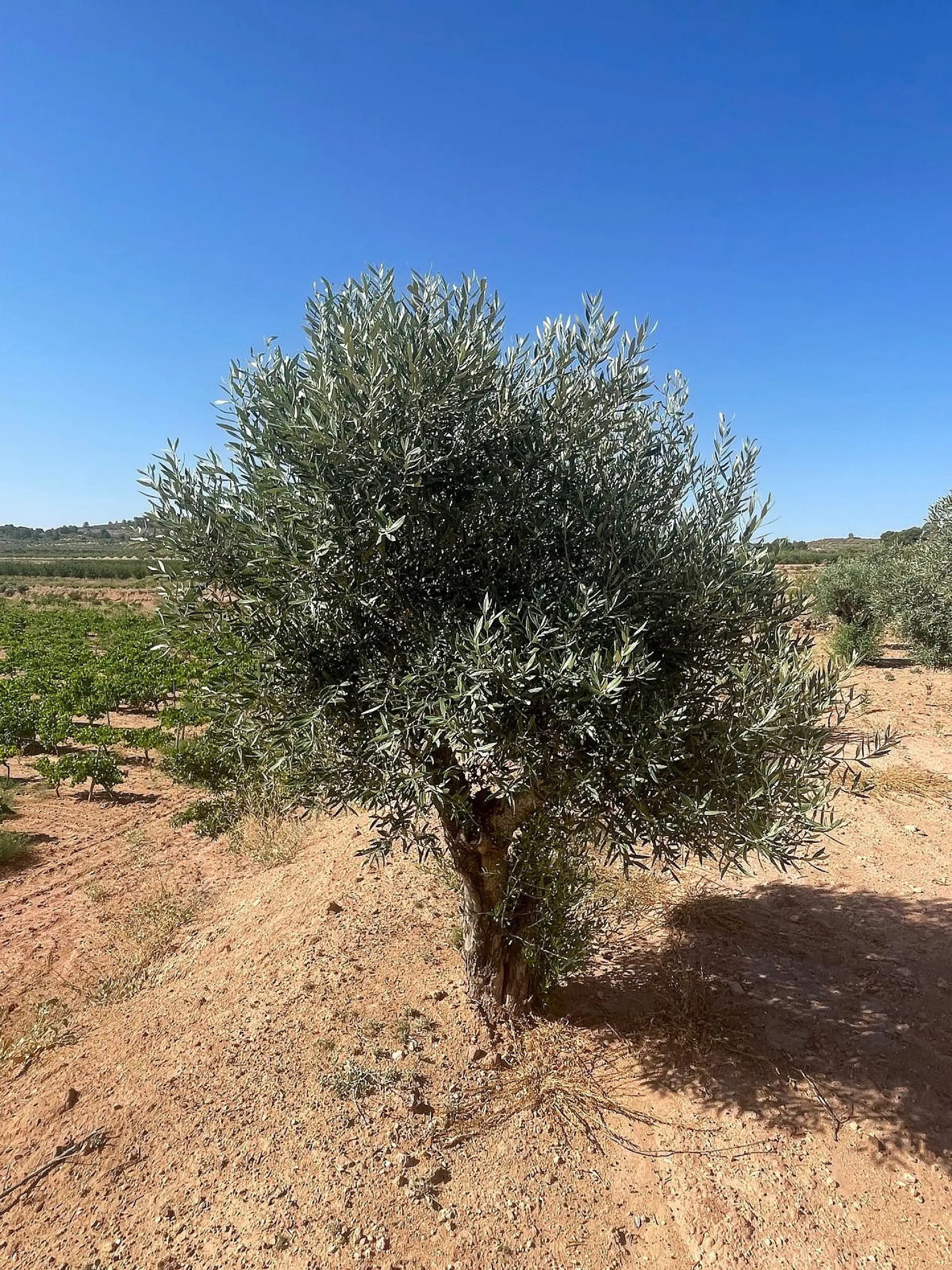 Land Of 0 M² In Pinoso, Spain