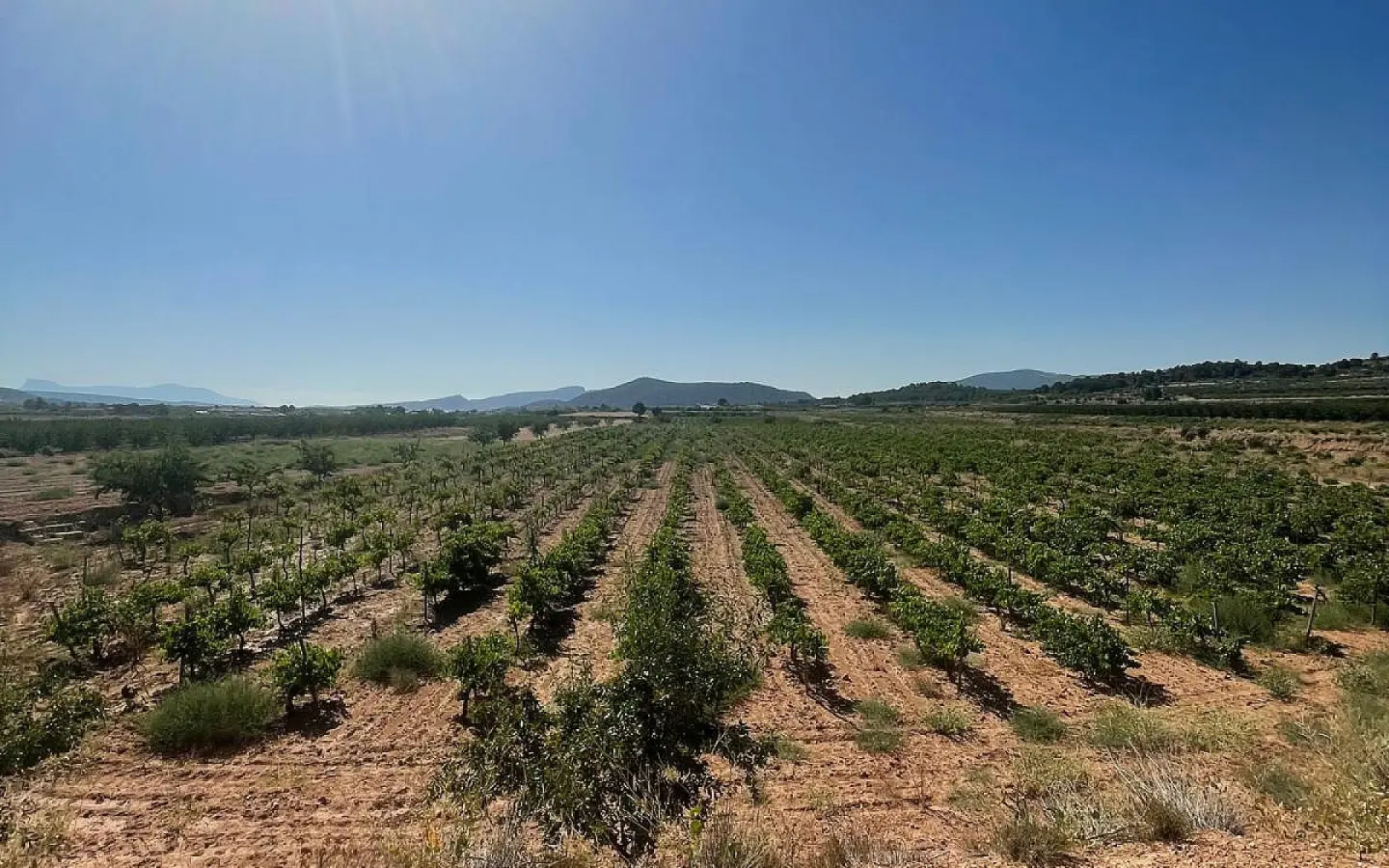 Land In Pinoso, Spain (37.000 M² Plot)