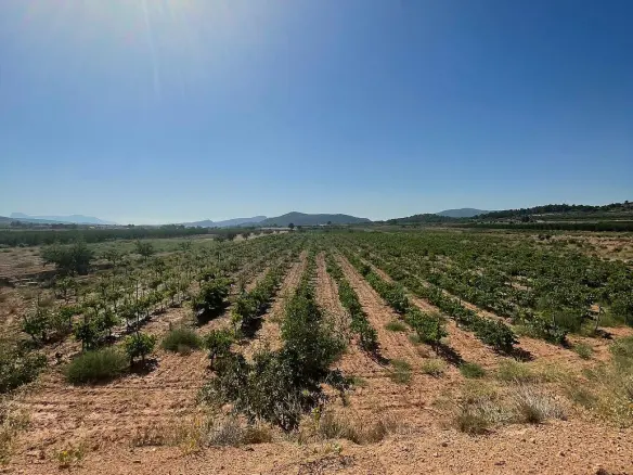 Land In Pinoso, Spain (37.000 M² Plot)