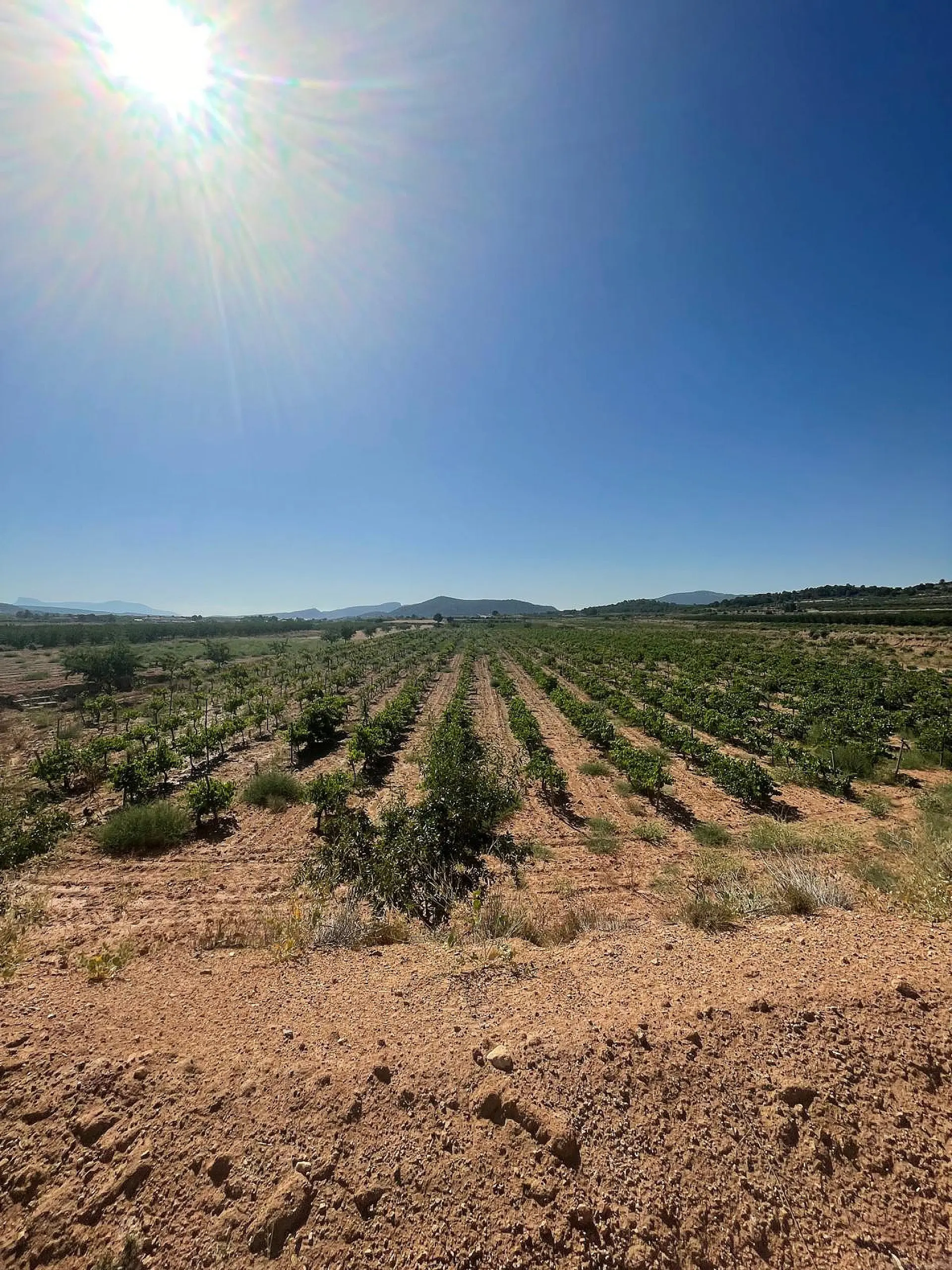 Land Of 0 M² In Pinoso, Spain