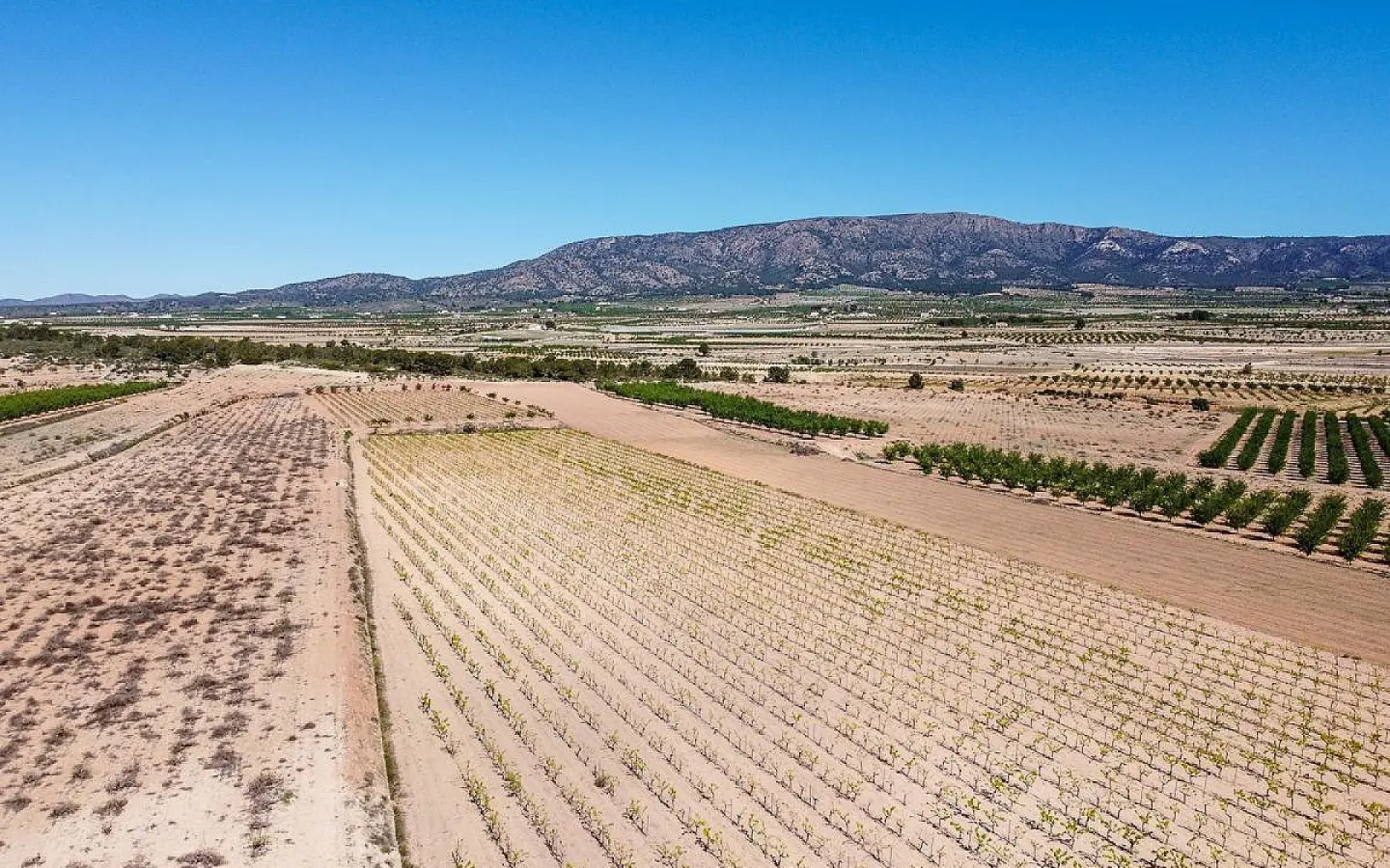 Land In Pinoso, Spain (37.000 M² Plot)