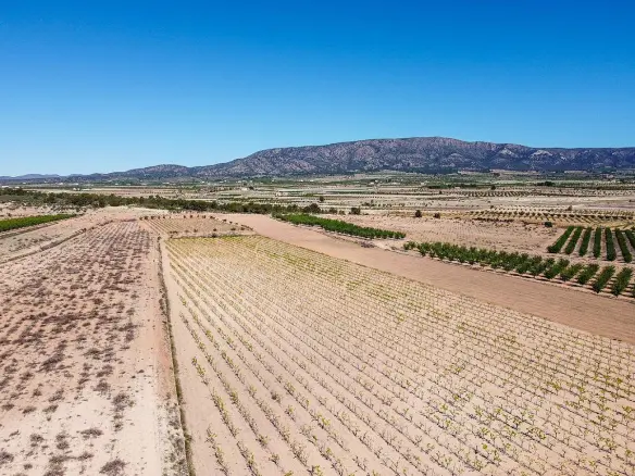 Land In Pinoso, Spain (37.000 M² Plot)