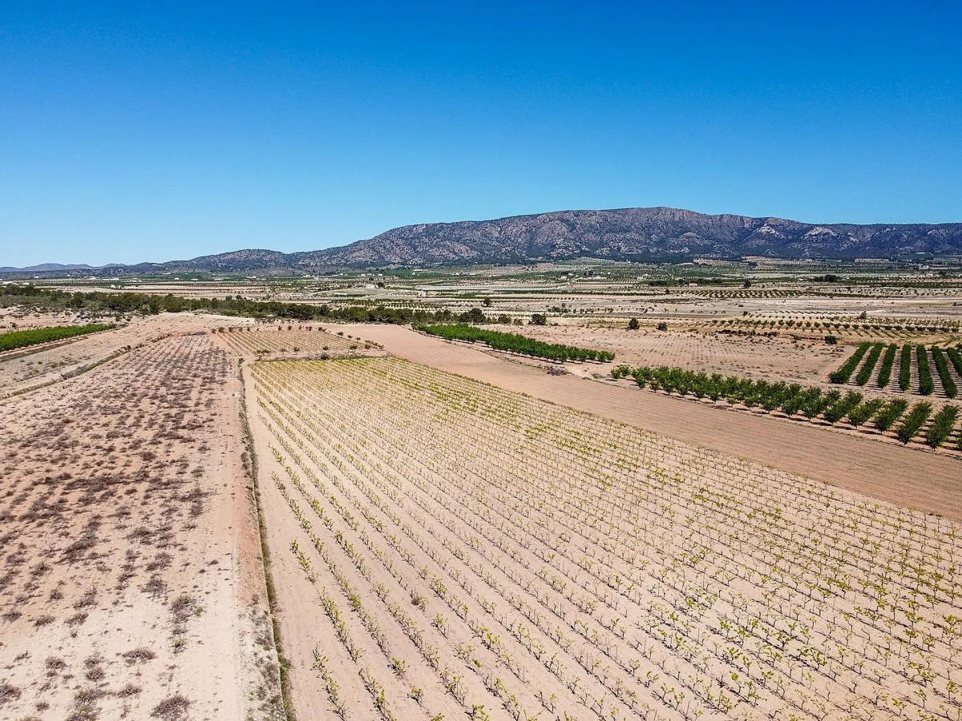 Land Of 0 M² In Pinoso, Spain