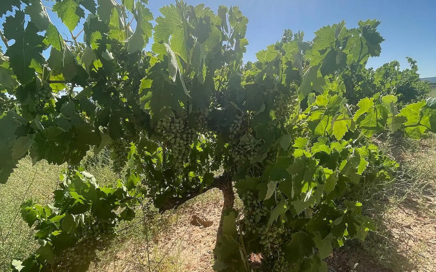 Land In Pinoso, Spain (37.000 M² Plot)