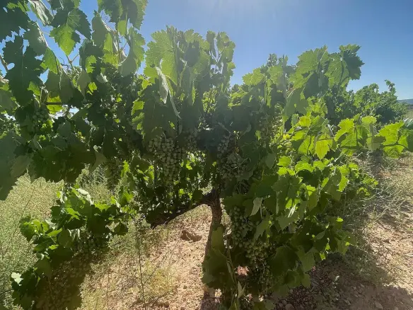 Land In Pinoso, Spain (37.000 M² Plot)
