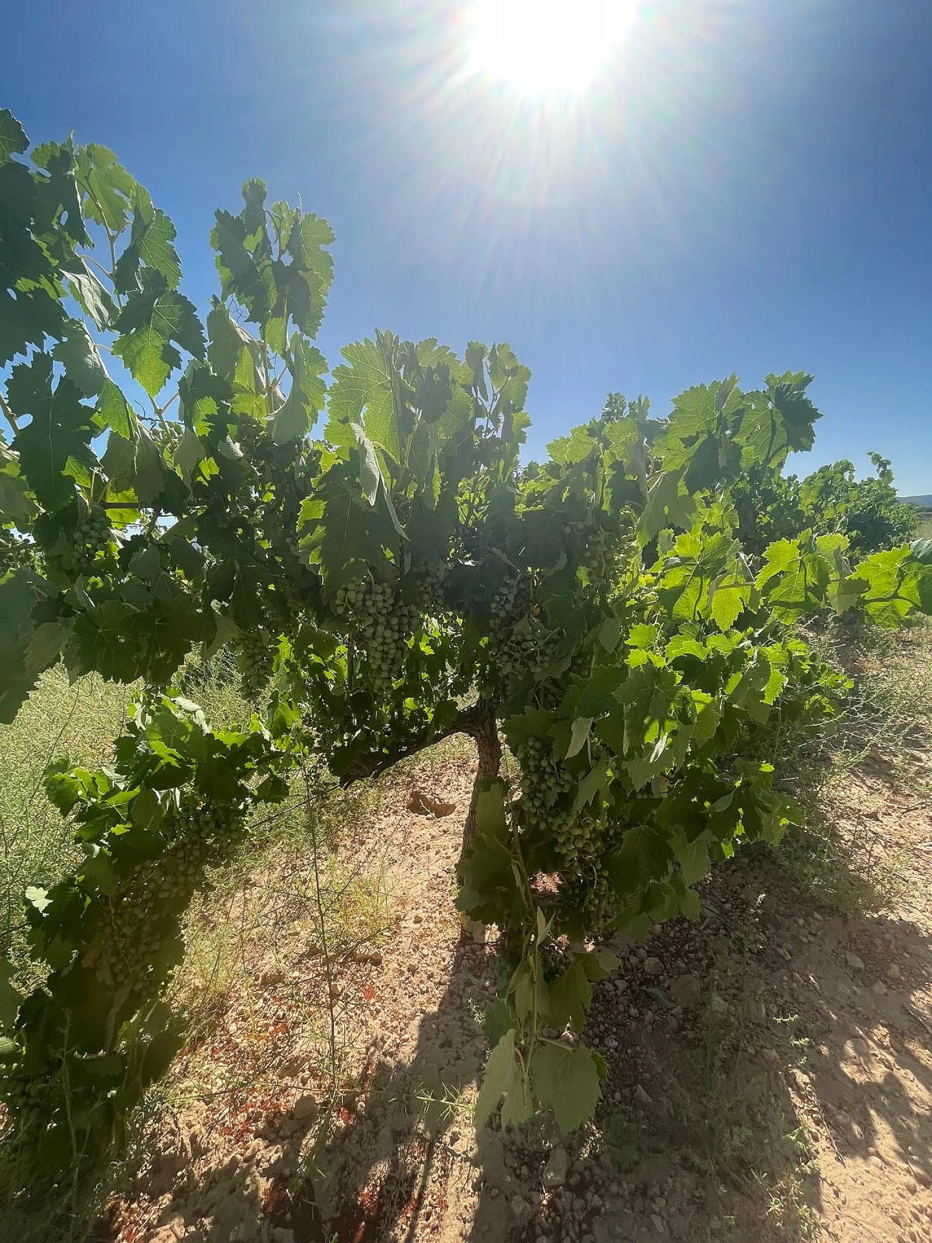 Land Of 0 M² In Pinoso, Spain