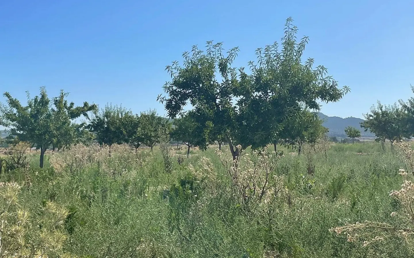 Land In Pinoso, Spain (37.000 M² Plot)