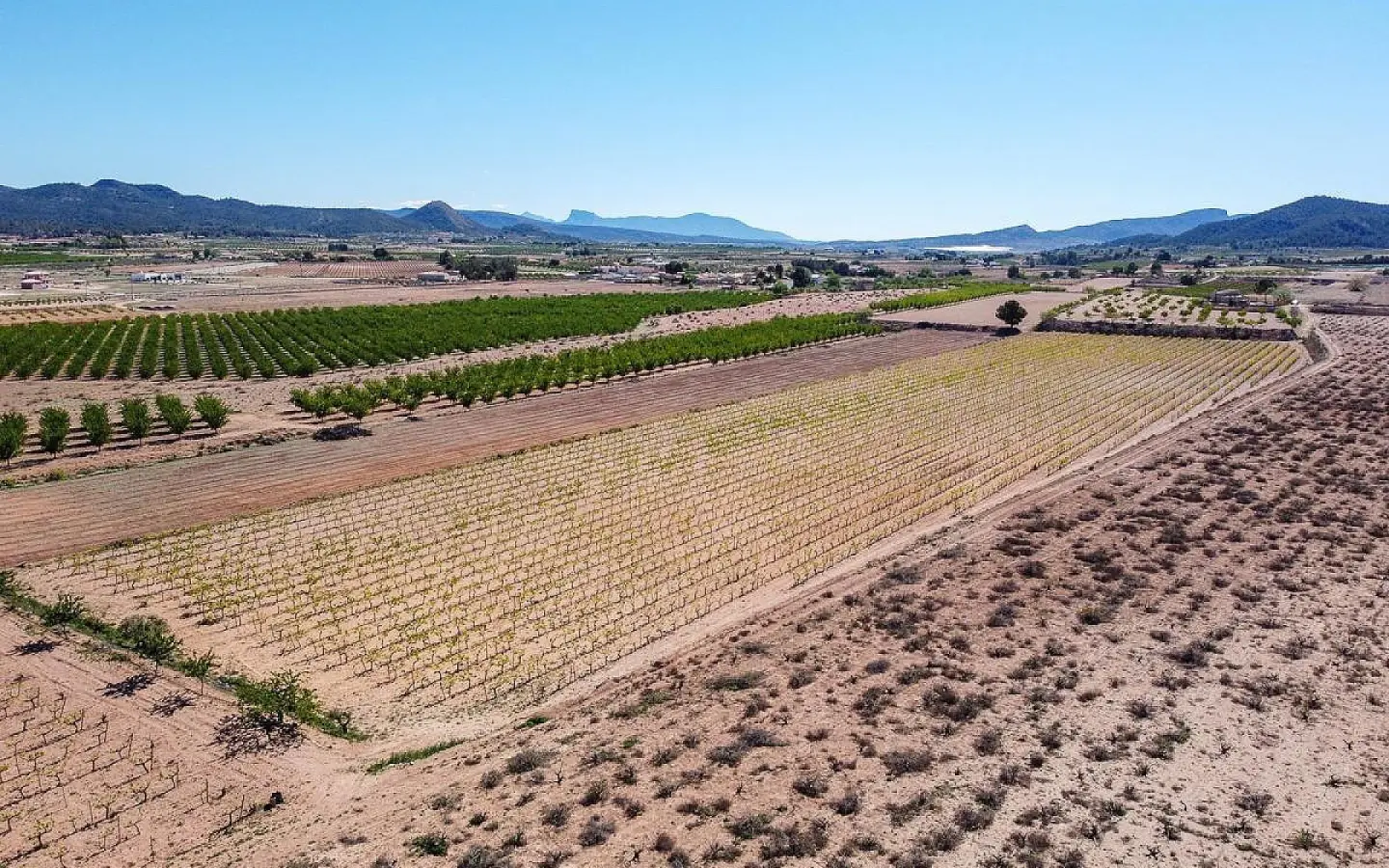 Land In Pinoso, Spain (37.000 M² Plot)