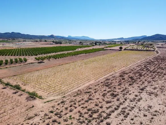 Land In Pinoso, Spain (37.000 M² Plot)