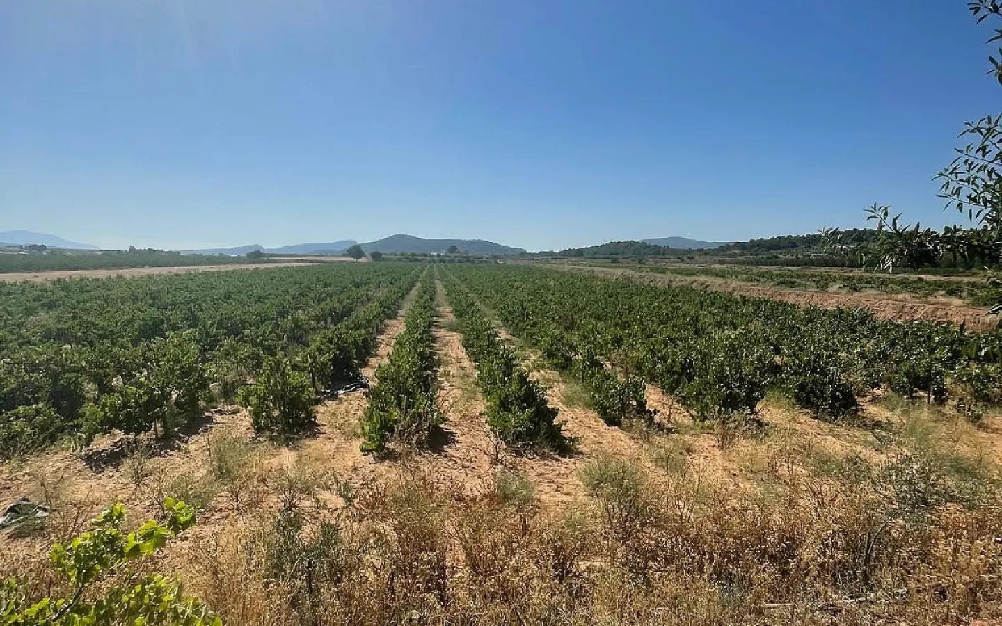 Land In Pinoso, Spain (37.000 M² Plot)