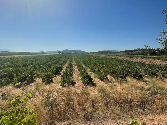 Land In Pinoso, Spain (37.000 M² Plot)
