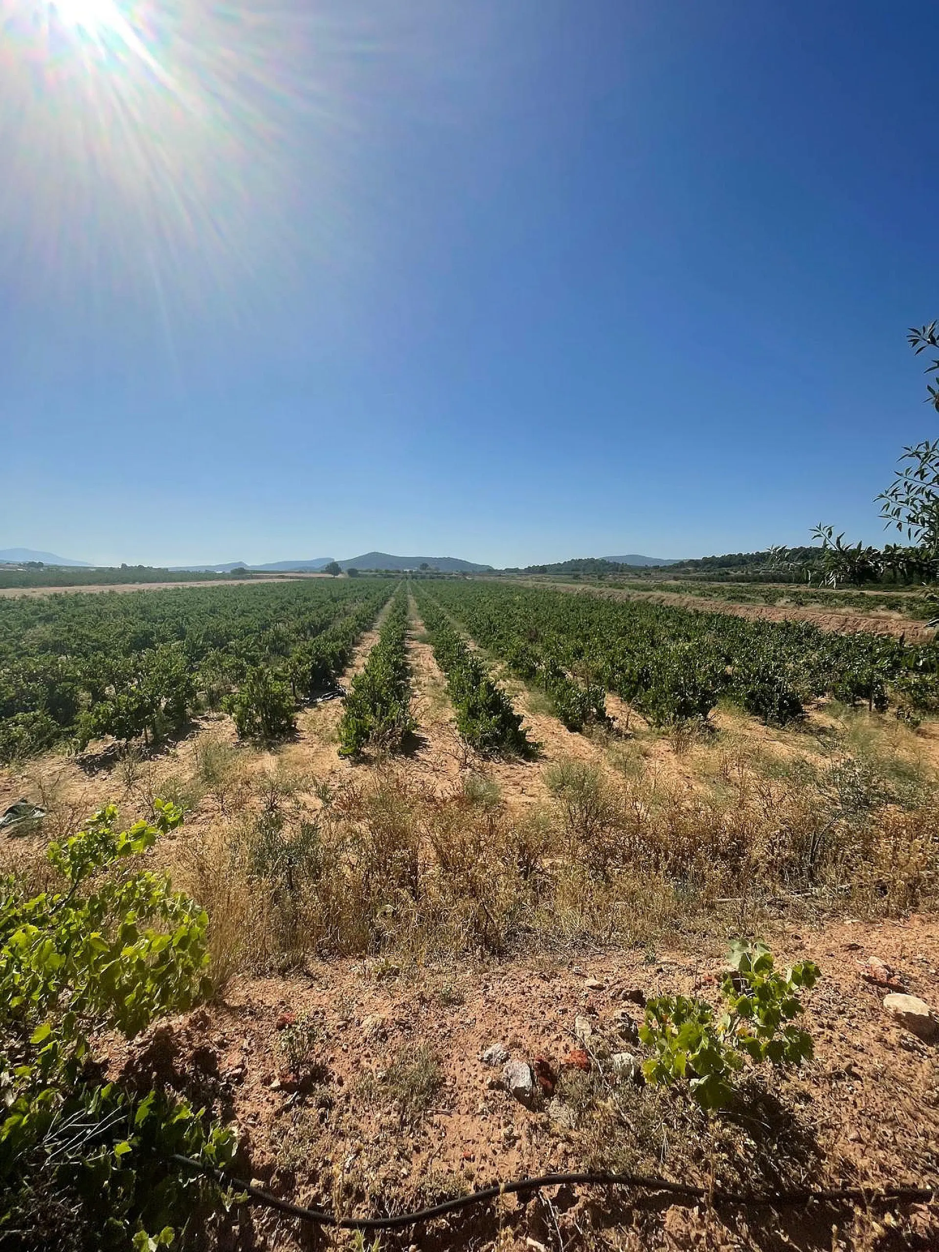 Land Of 0 M² In Pinoso, Spain