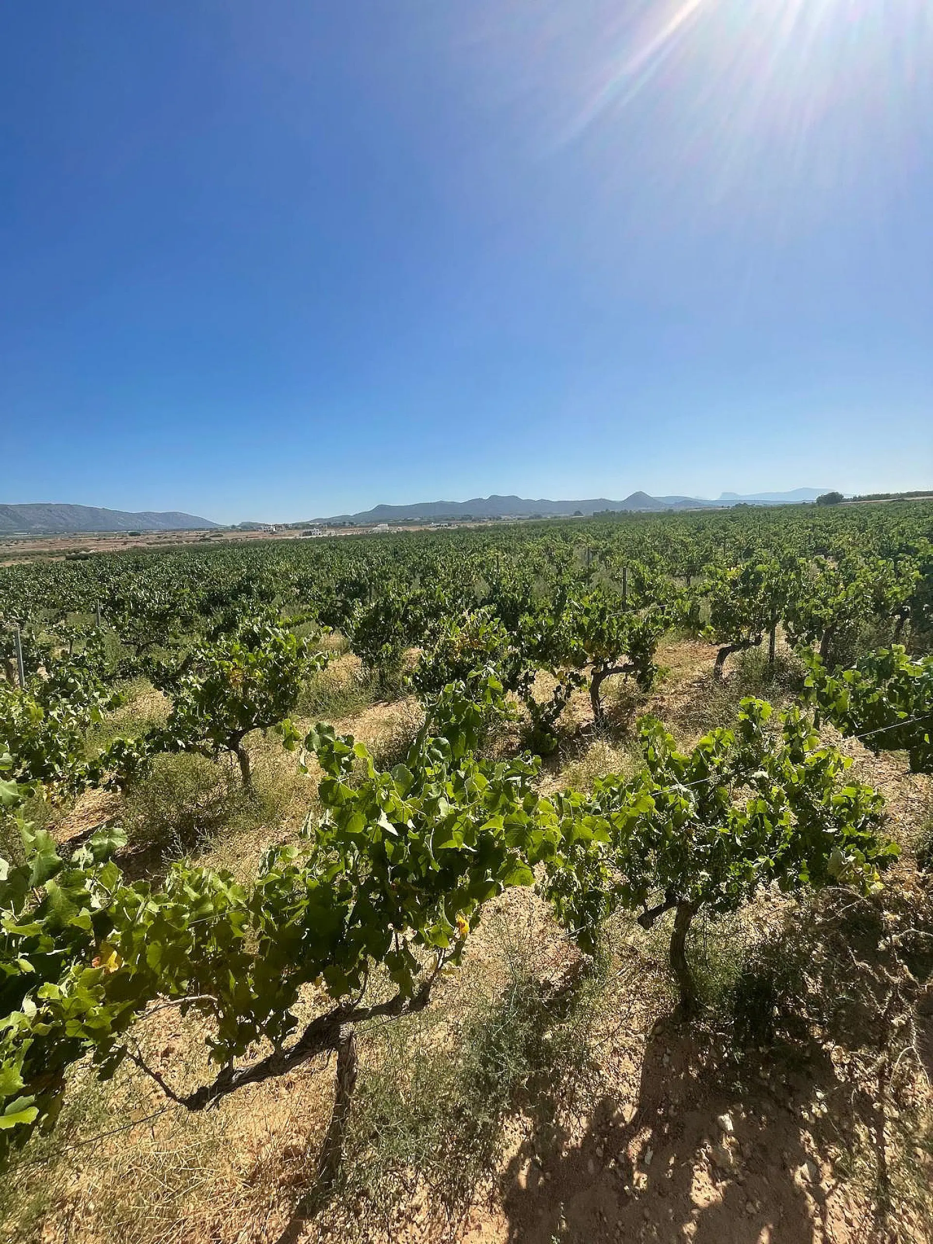 Land Of 0 M² In Pinoso, Spain