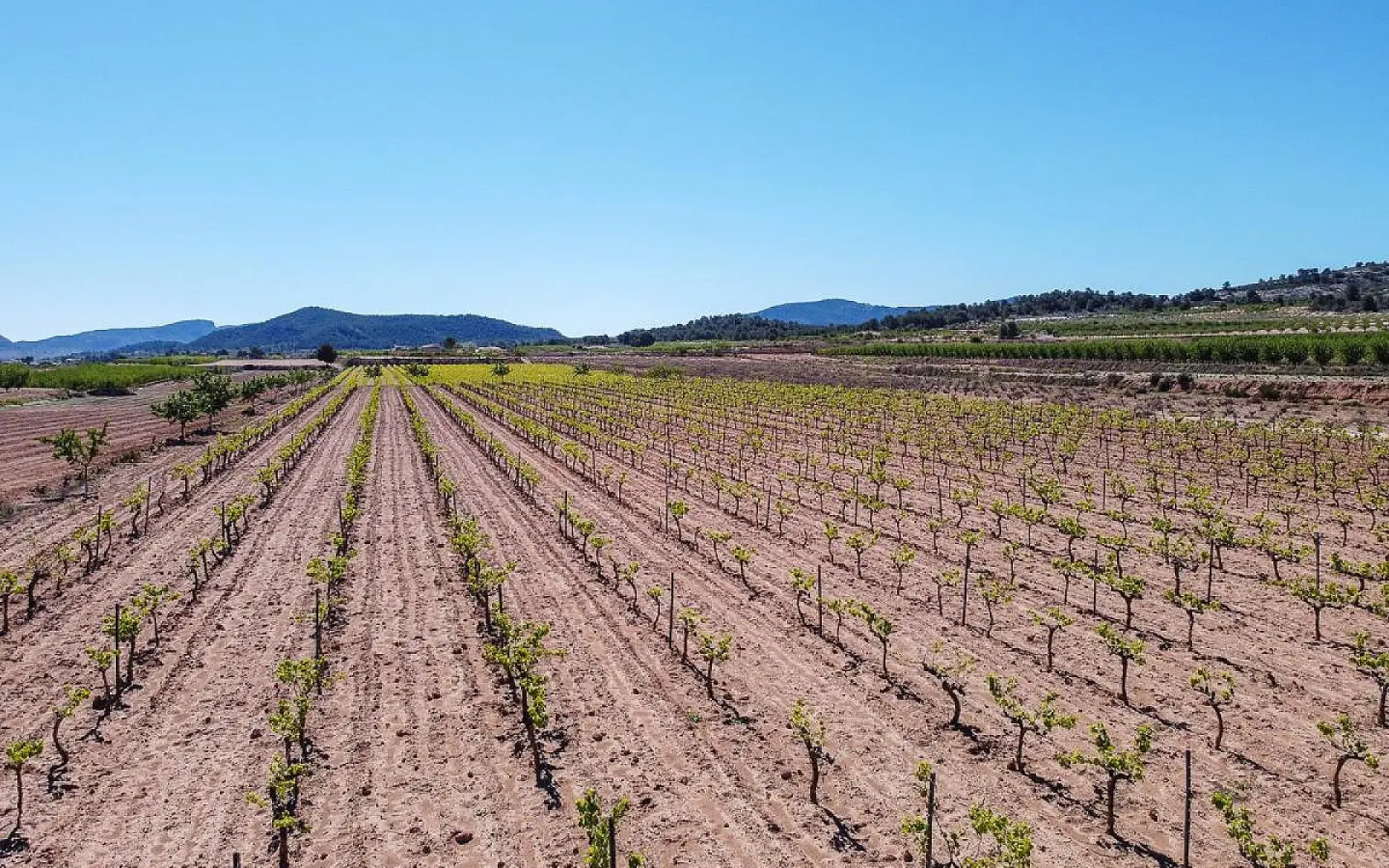 Land In Pinoso, Spain (37.000 M² Plot)