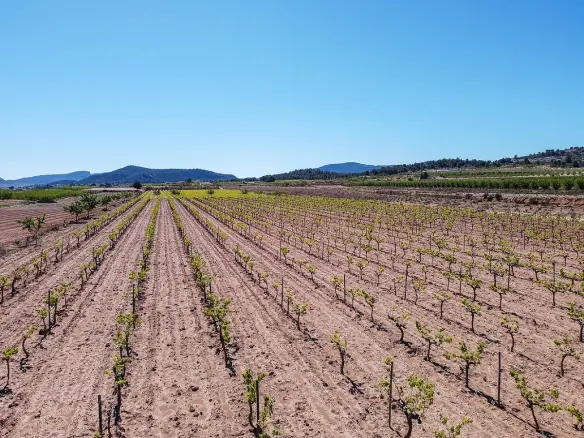 Land In Pinoso, Spain (37.000 M² Plot)