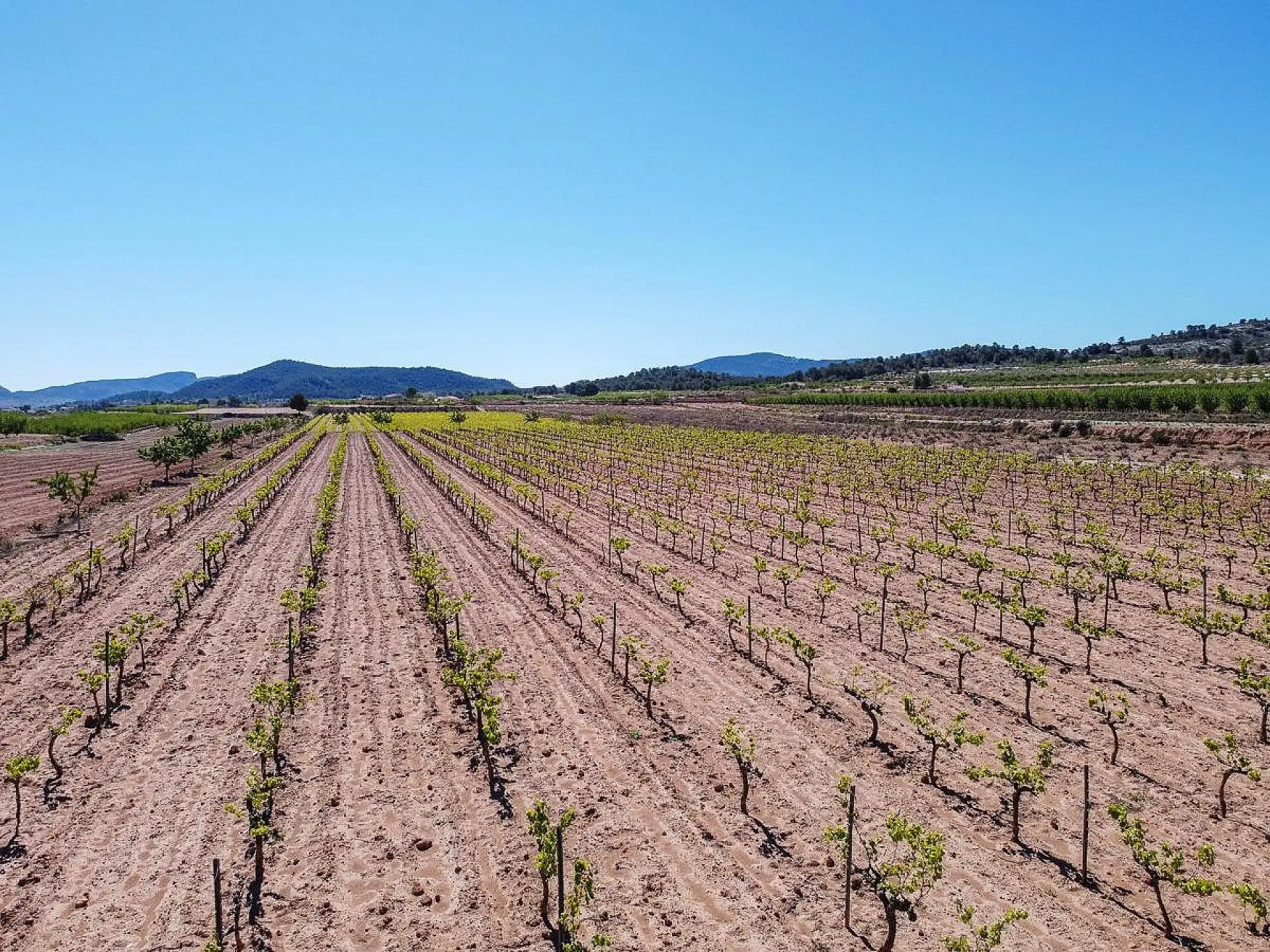 Land Of 0 M² In Pinoso, Spain