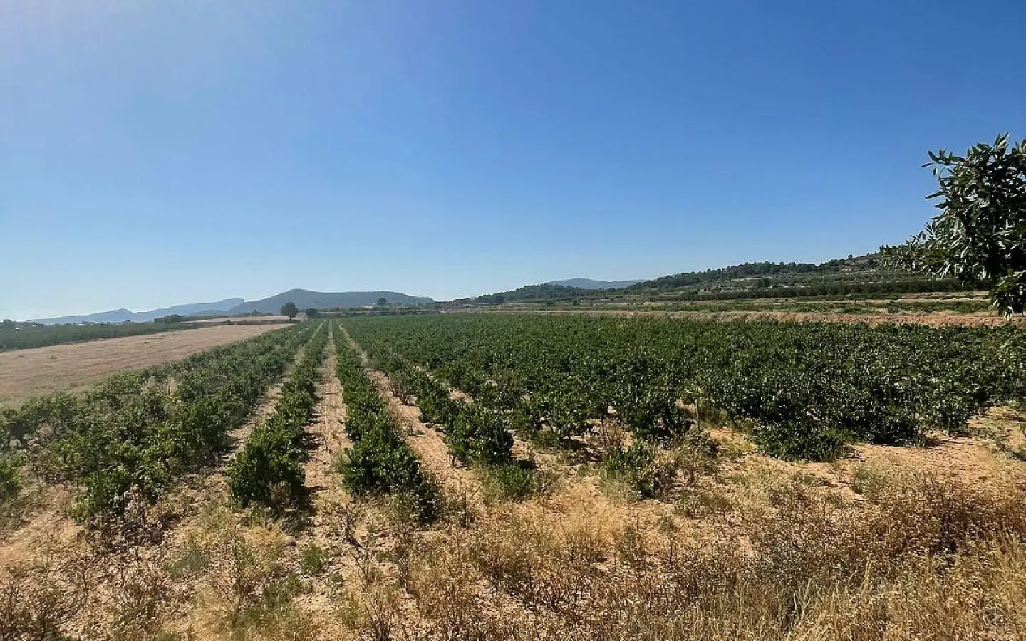 Land In Pinoso, Spain (37.000 M² Plot)